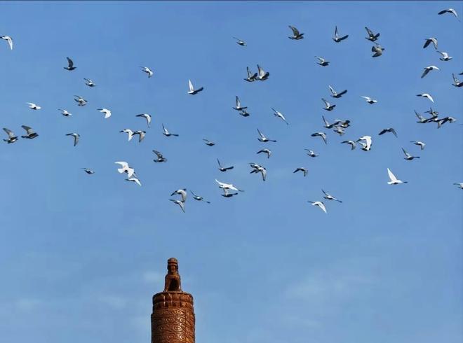 的关在特殊笼子放飞有的已经到家了瓦力棋牌8万羽和平鸽都是“借来”(图6)