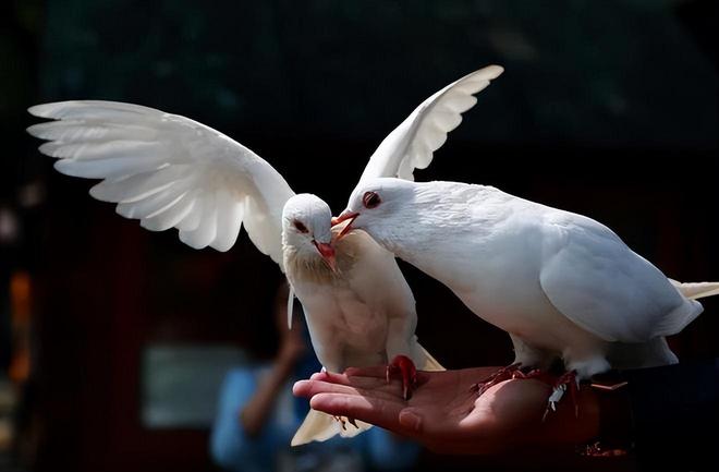 的关在特殊笼子放飞有的已经到家了瓦力棋牌8万羽和平鸽都是“借来”(图4)