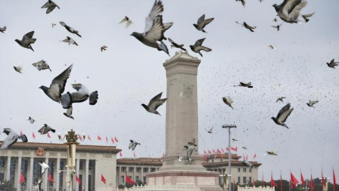 的关在特殊笼子放飞有的已经到家了瓦力棋牌8万羽和平鸽都是“借来”(图7)