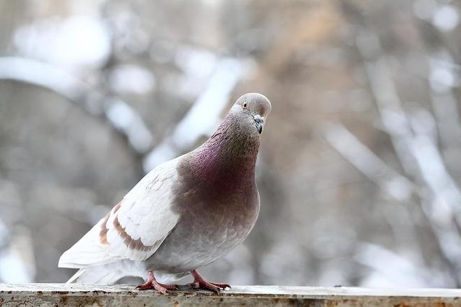 的关在特殊笼子放飞有的已经到家了瓦力棋牌8万羽和平鸽都是“借来”(图5)
