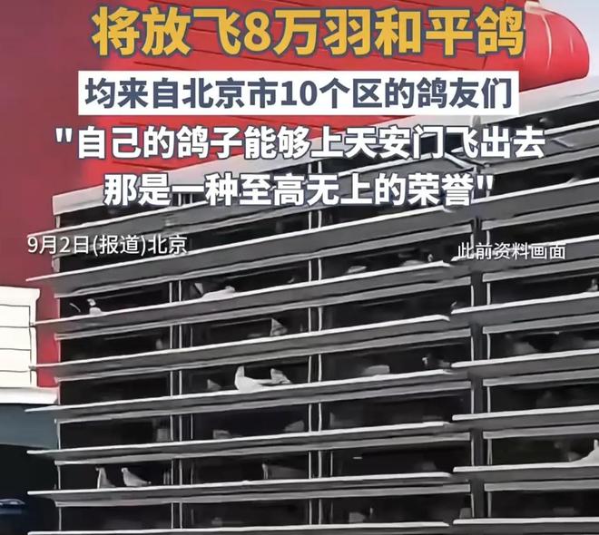 的关在特殊笼子放飞有的已经到家了瓦力棋牌8万羽和平鸽都是“借来”(图3)